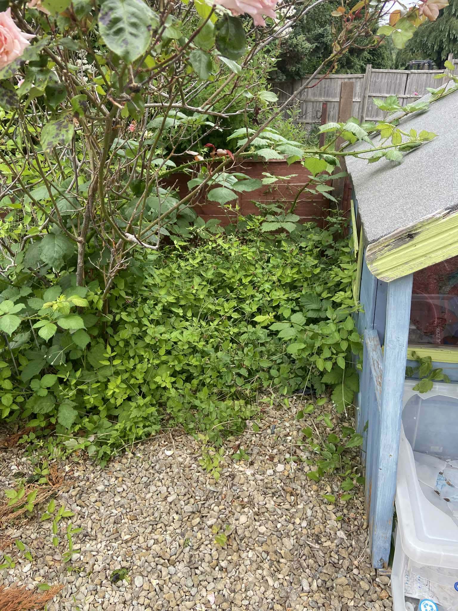 Hedge Cleanup - Before